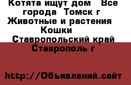 Котята ищут дом - Все города, Томск г. Животные и растения » Кошки   . Ставропольский край,Ставрополь г.